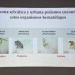 ¿Sabías que en Sinaloa hay más de 250 especies de mosquitos? Investigador de la UAS revela nuevos datos sobre la culicifauna; actualizan lista de organismos